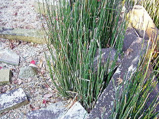 �Αg�̊ԂɐA�͂�����