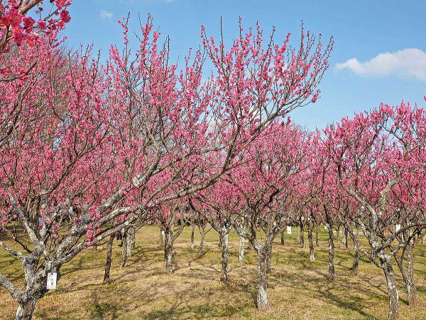 県立青葉の森公園