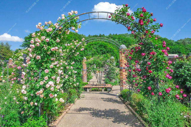 ばらと草花のエリア(アーチ)
