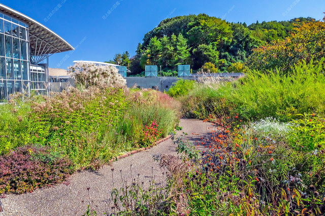 リーフプランツやグラス類のある庭