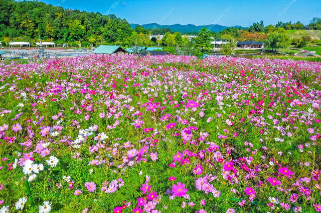 花の丘(コスモス)