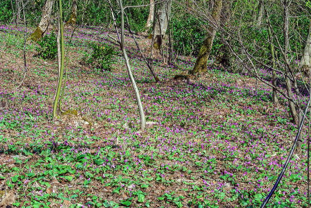 カタクリ大群落