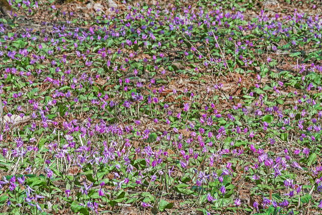 カタクリ大群落(望遠)