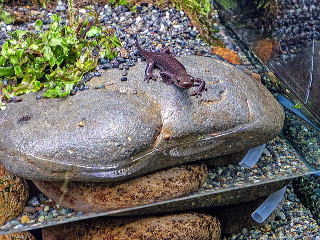 クロサンショウウオ