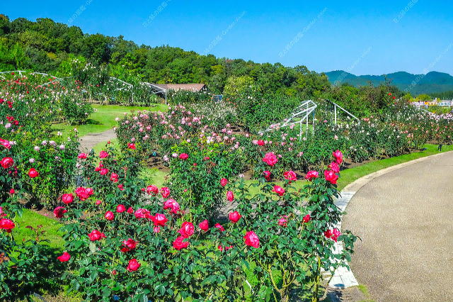 香りのエリア(秋バラ)