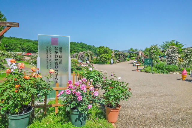 ながおか香りのばら園入口付近