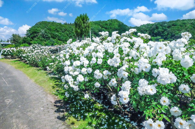 色彩のエリア(白バラ)