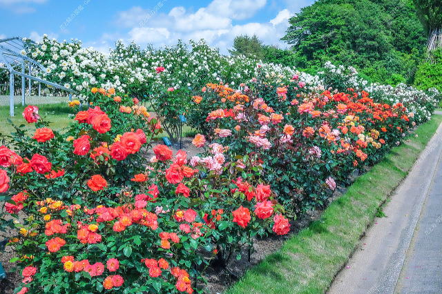 色彩のエリア(広角)