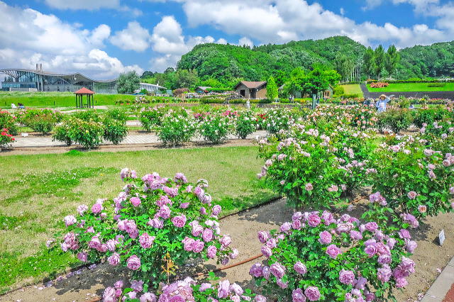 国際香りのばら新品種コンクール試作場