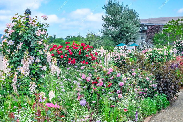 ばらと草花のエリア