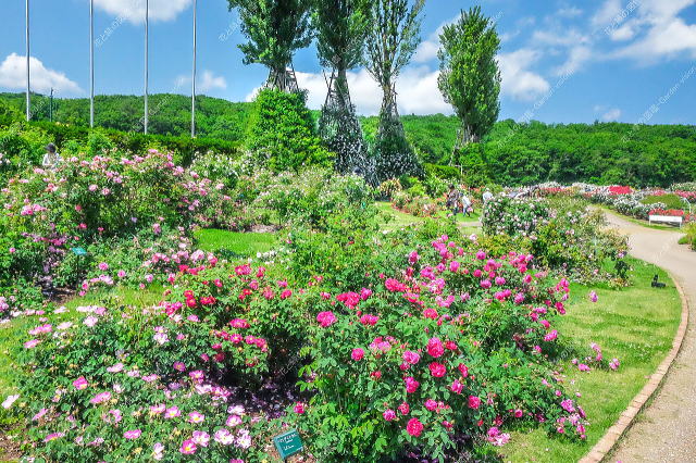 原種・オールドローズのエリア