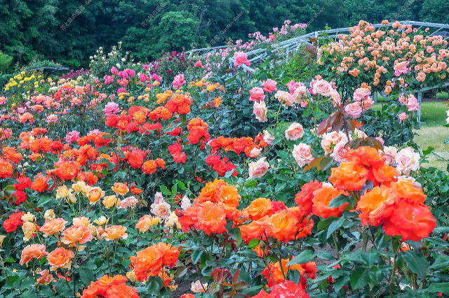 色彩のエリア(グラデーション)