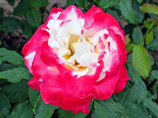 ダブル・ディライト