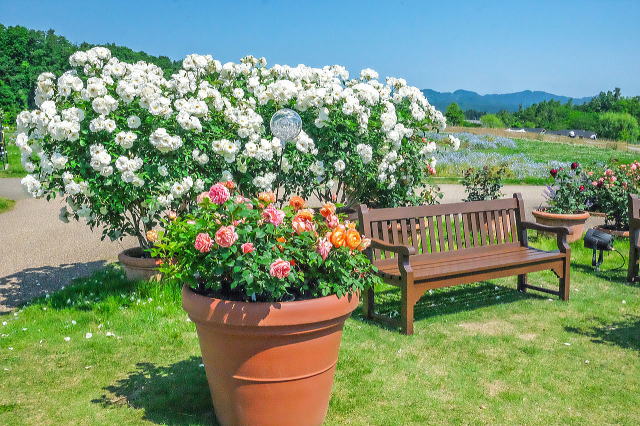 殿堂入りしたばらのエリア