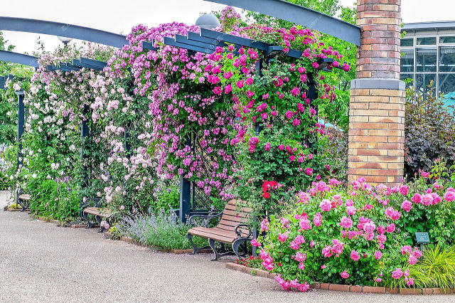 ばらと草花のエリア(アーチ)