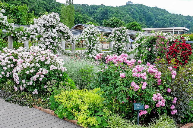 ばらと草花のエリア(ガーランド)