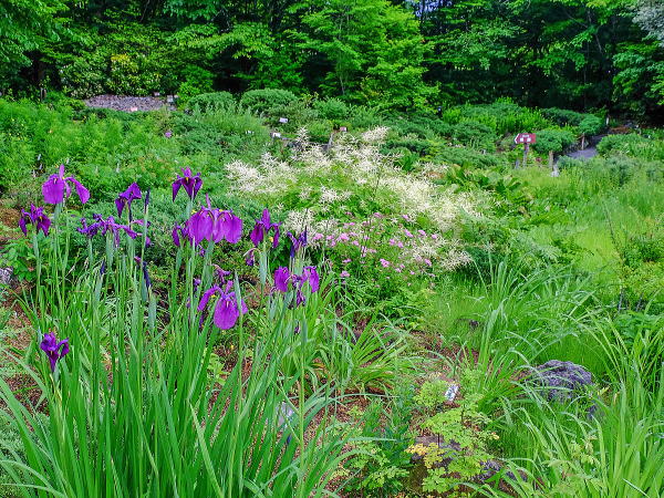 箱根湿生花園