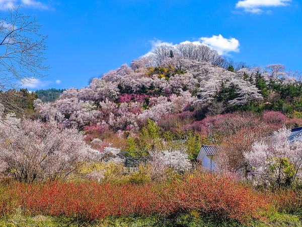 花見山公園