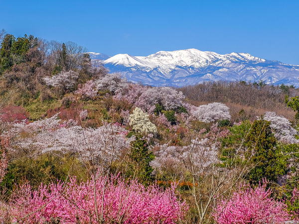 花見山公園