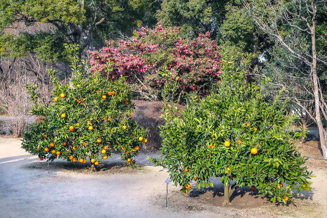 �ʎ��Õi�퉀