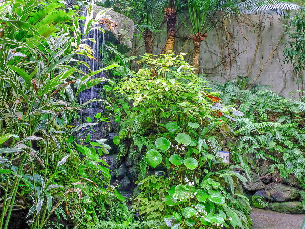板橋区立熱帯環境植物館 グリーンドームねったいかん