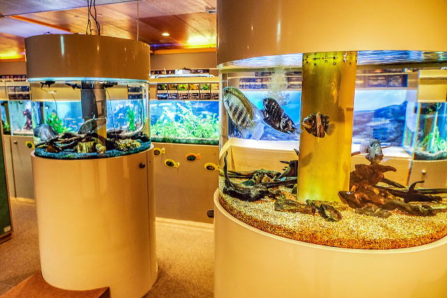 �D����W���̋�����