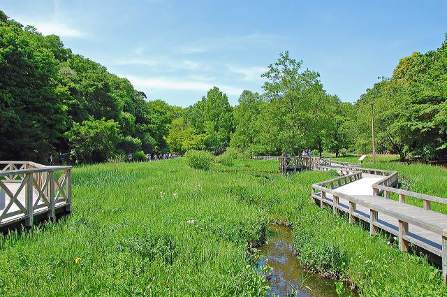 神代植物公園の水生植物園