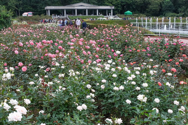 神代植物公園の秋バラ