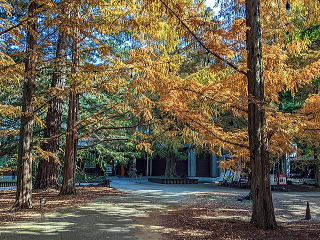 正面入口付近の針葉樹の紅葉