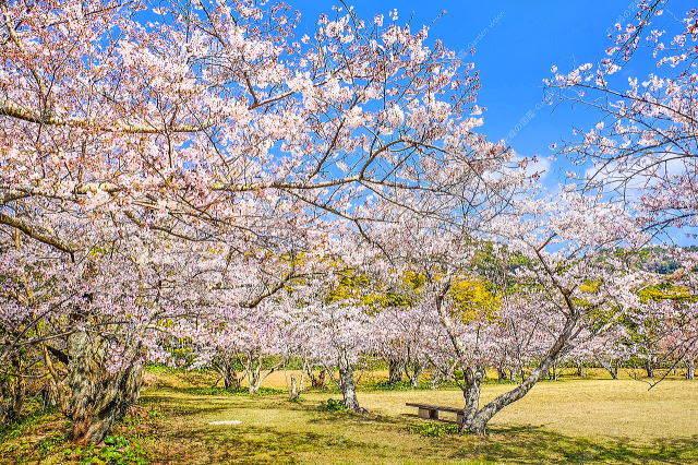 芝生広場のサクラ
