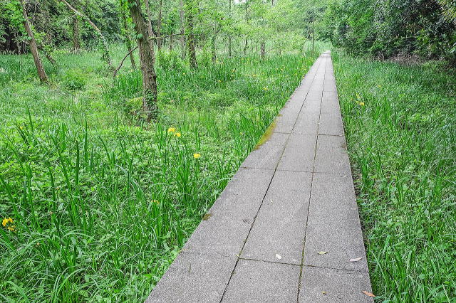 コンクリート平板の園路