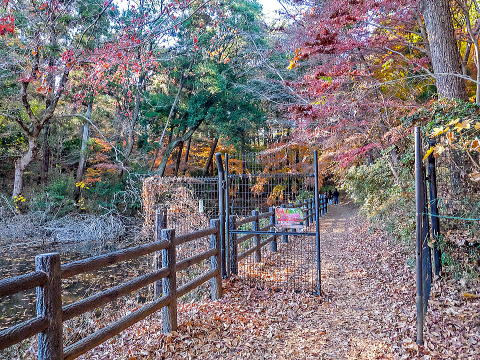 もみじ山への分岐（ホタルの里側）