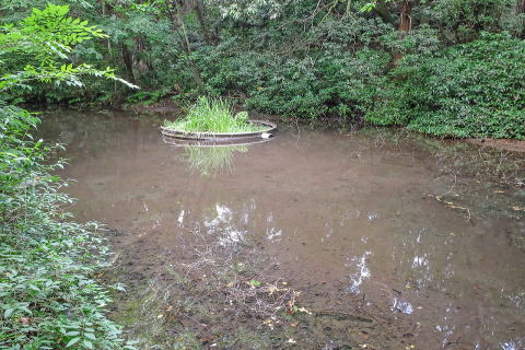 自然観察園をうるおす湧き水