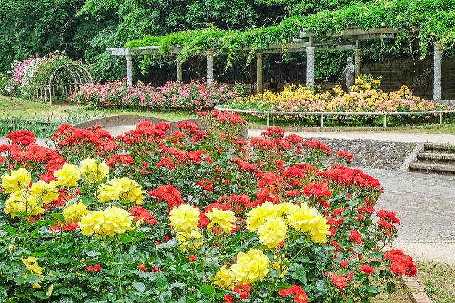 バラ園（四季咲きバラ）