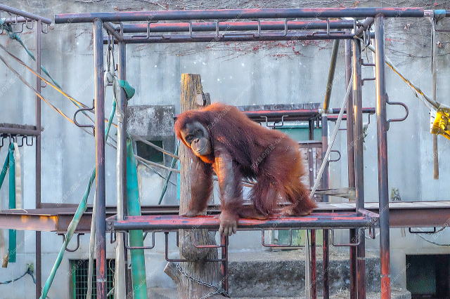 スマトラオランウータン