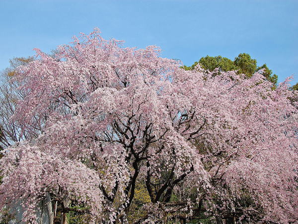 六義園