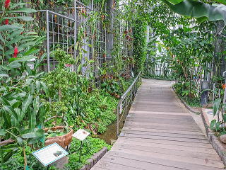 熱帯食虫植物コーナー