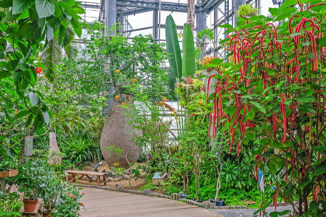 熱帯花木室