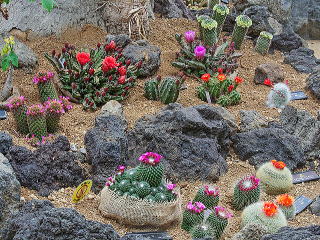 乾燥地植物室のサボテンの花