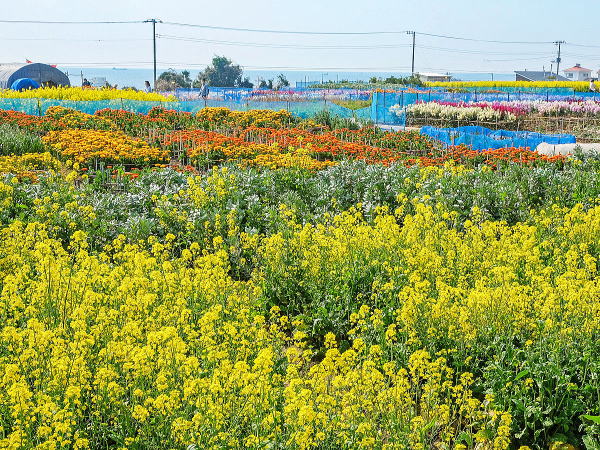 白間津のお花畑