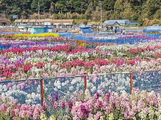 白間津のお花畑