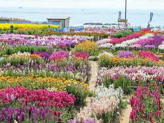 白間津のお花畑