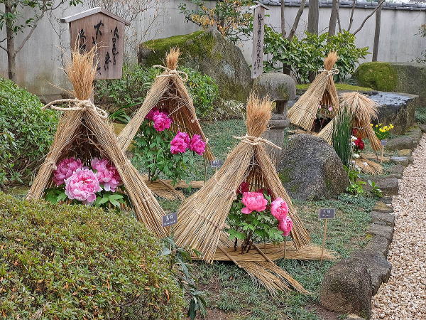 上野東照宮ぼたん苑