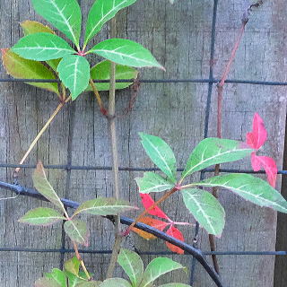 �w�����[�d�^