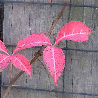 �w�����[�d�^�̍g�t