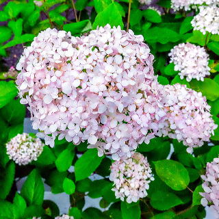 �A�i�x���E�s���N