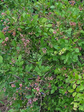 ブルーベリー 新 花と緑の詳しい図鑑