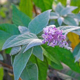 �E���W���t�W�E�c�M