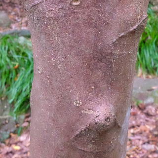 ハマヒサカキ 新・花と緑の詳しい図鑑