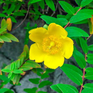 ヒペリカム・ヒドコート